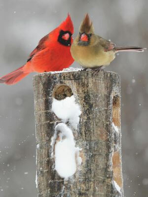 cardinals